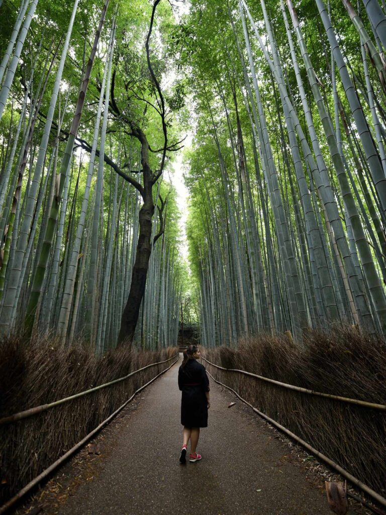 bamboo forest tokyo japan
