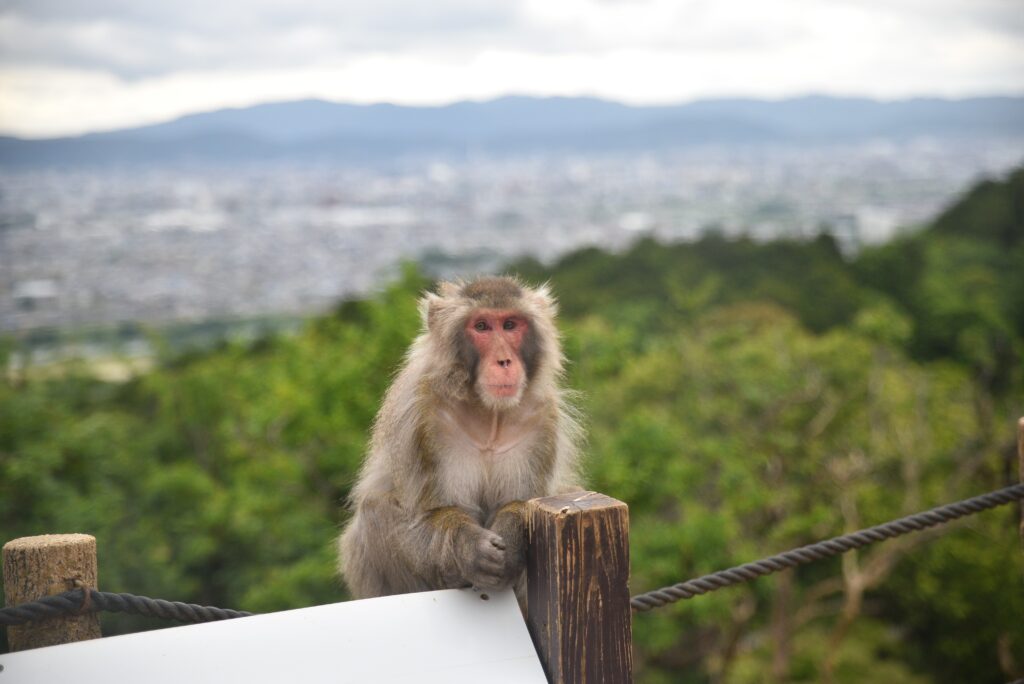 monkey island tokyo japan